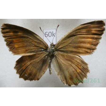 Arethusana arethusa dentata (Staudinger, 1871) Kazachstan60k